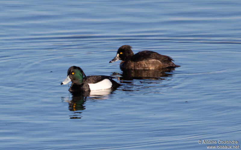 Tufted Duckadult breeding