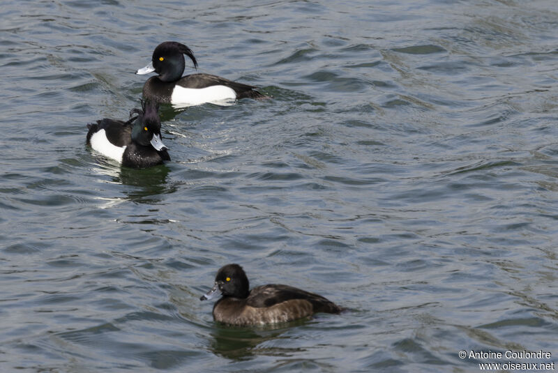 Tufted Duckadult breeding