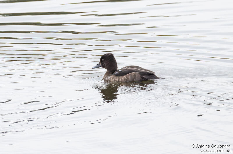 Tufted Duck female adult post breeding