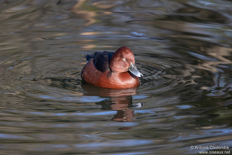 Ferruginous Duck male adult breeding