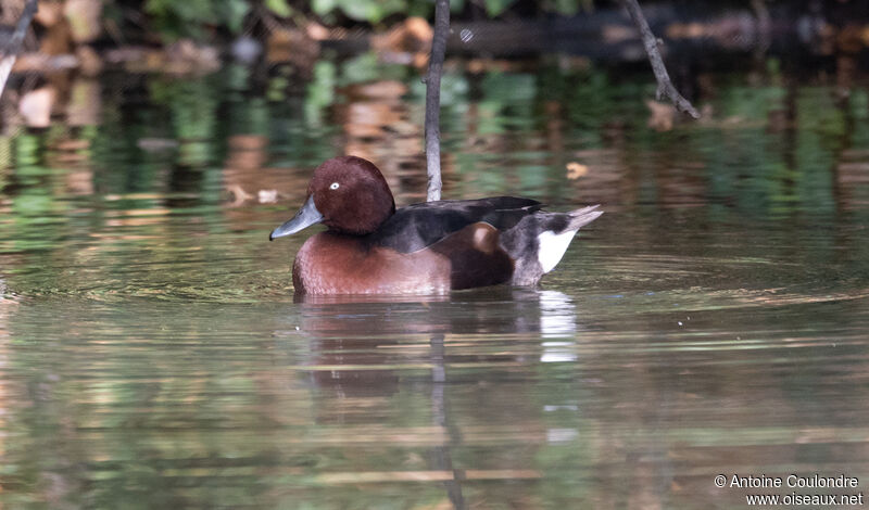 Ferruginous Duck male adult post breeding