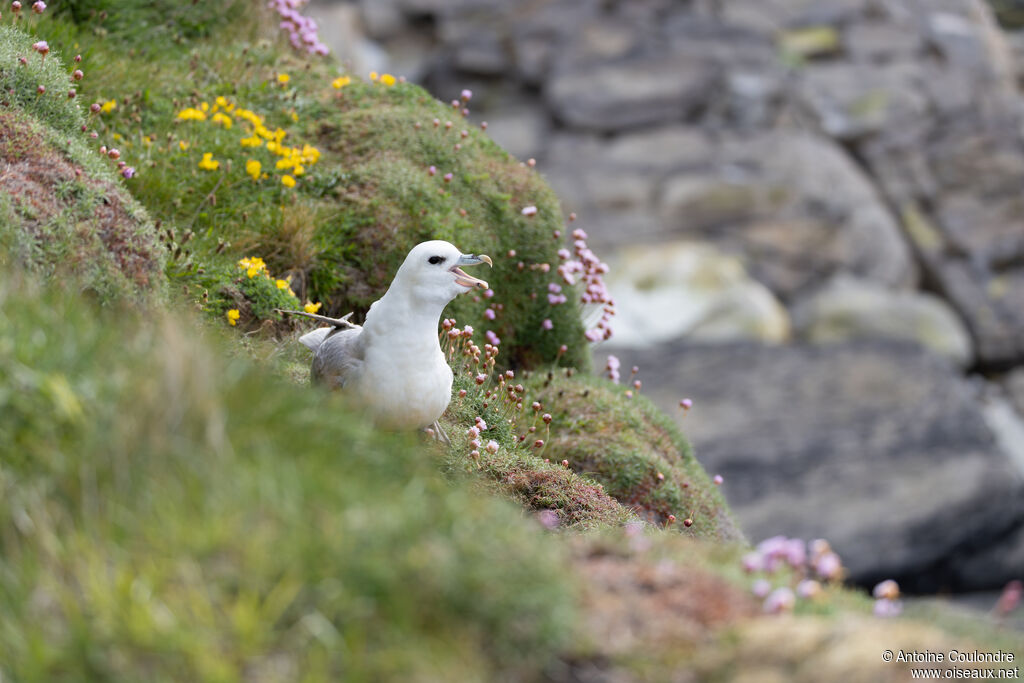 Fulmar boréal
