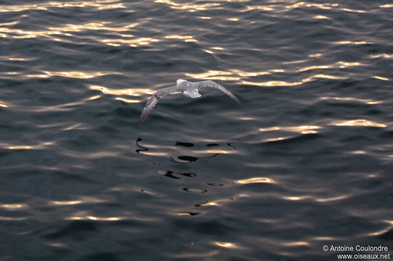 Fulmar boréaladulte, Vol