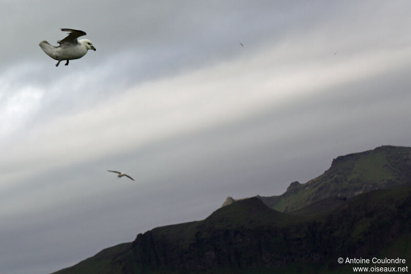 Fulmar boréaladulte