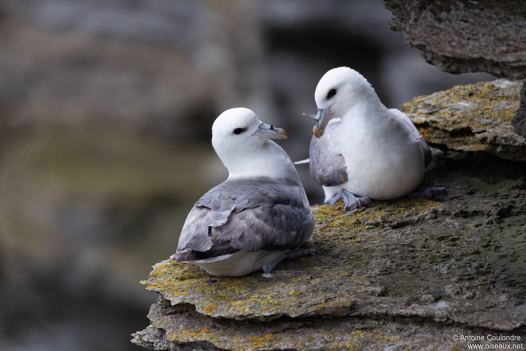 Fulmar boréal
