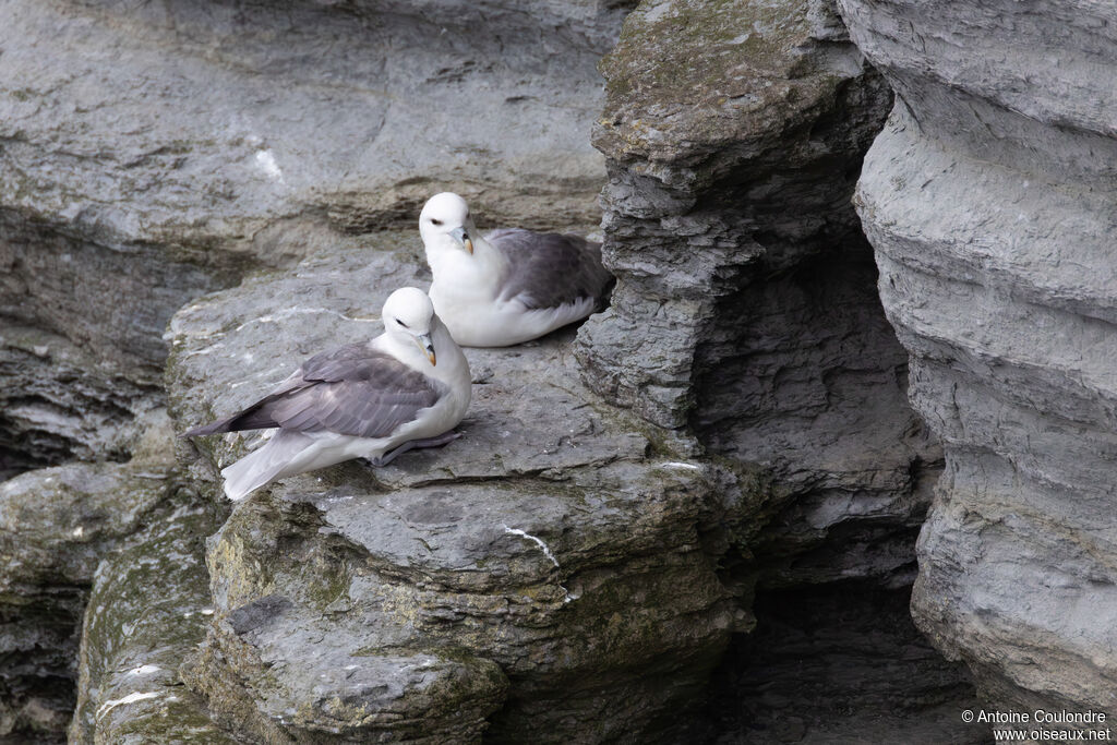 Fulmar boréal