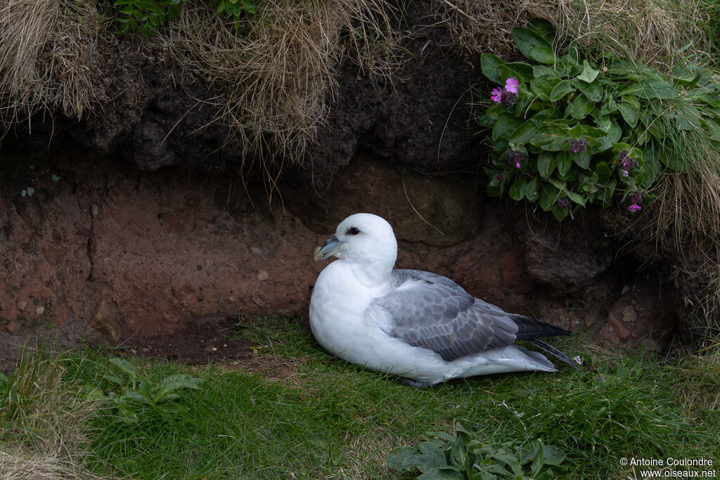 Fulmar boréal