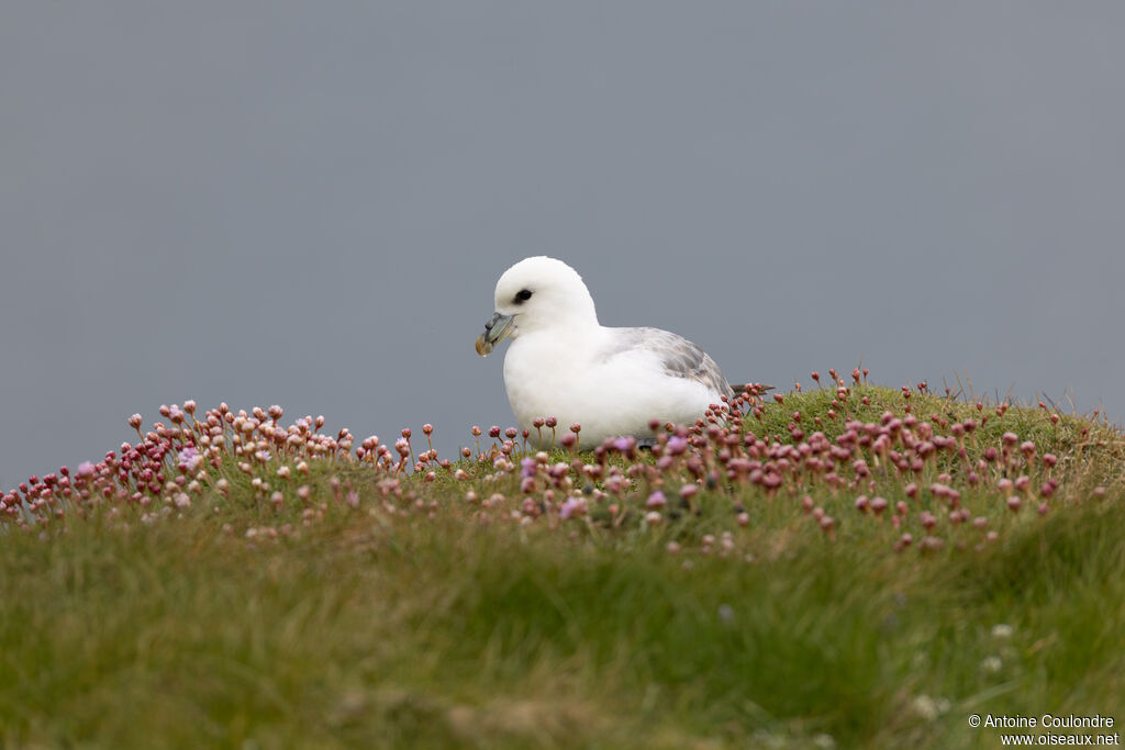 Fulmar boréal