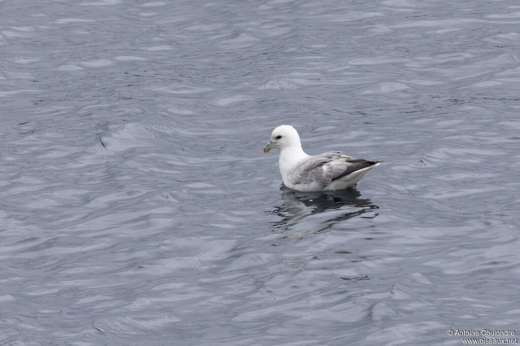 Fulmar boréal