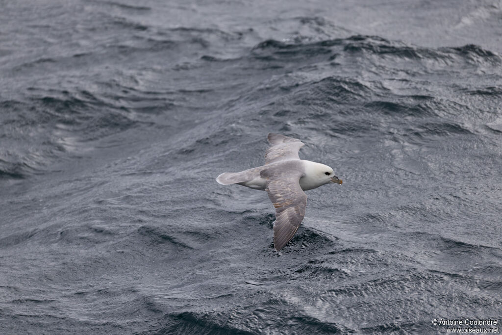 Fulmar boréal