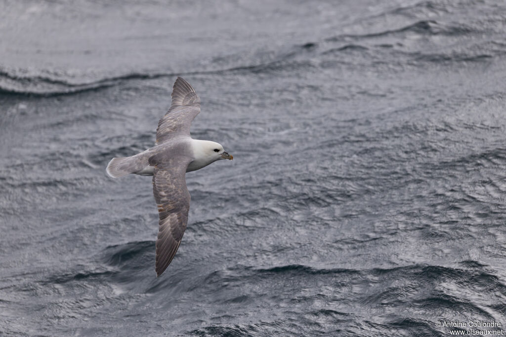 Fulmar boréal