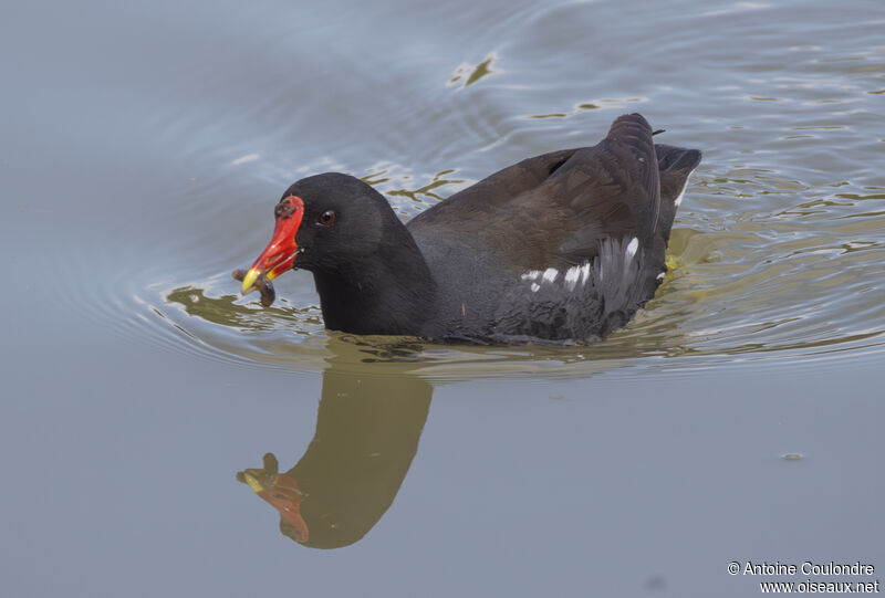 Gallinule poule-d'eauadulte, mange