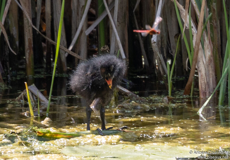 Gallinule poule-d'eauPoussin