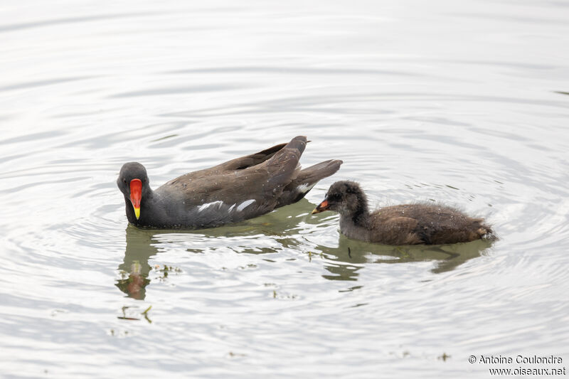 Gallinule poule-d'eau