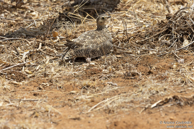 Black-faced Sandgrouse female adult