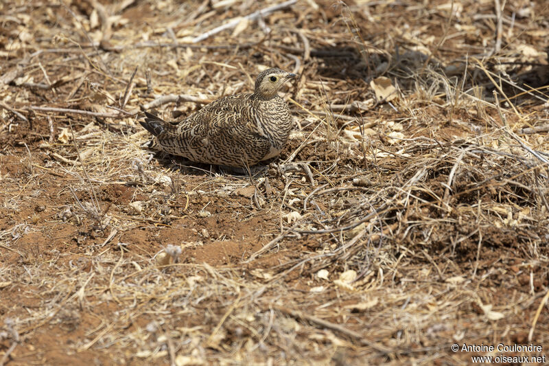 Black-faced Sandgrouse female adult