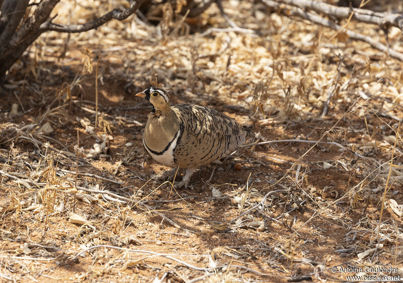 Black-faced Sandgrouse male adult