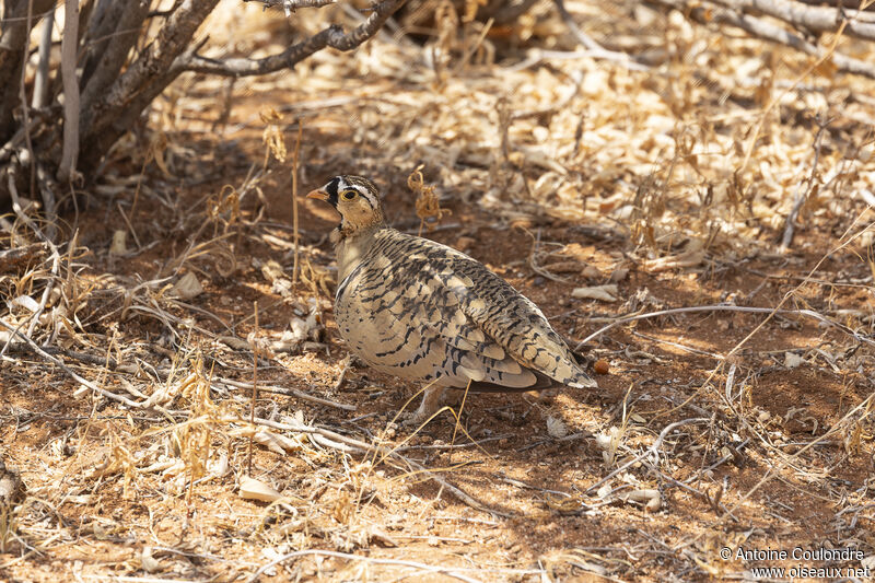 Black-faced Sandgrouse male adult