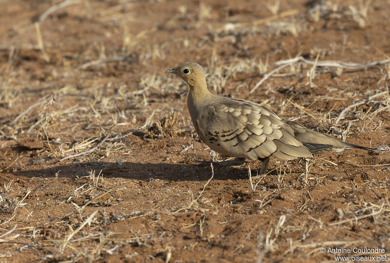 Chestnut-bellied Sandgrouse male adult