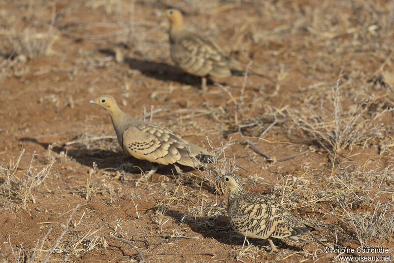 Chestnut-bellied Sandgrouseadult