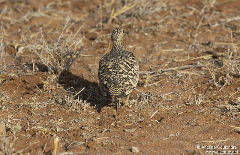 Chestnut-bellied Sandgrouse female adult