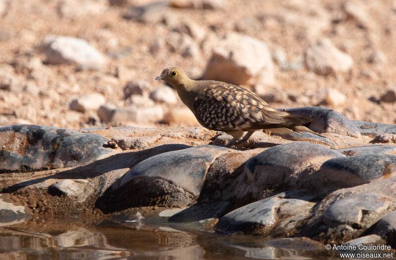 Namaqua Sandgrouse male adult, drinks