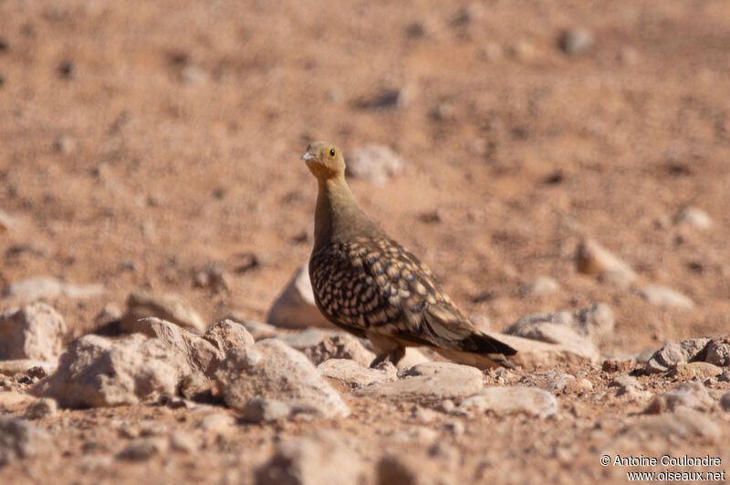 Namaqua Sandgrouse male adult