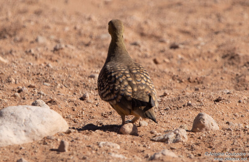 Namaqua Sandgrouse male adult