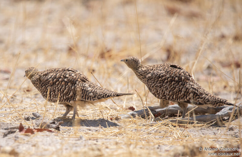 Namaqua Sandgrouse female adult