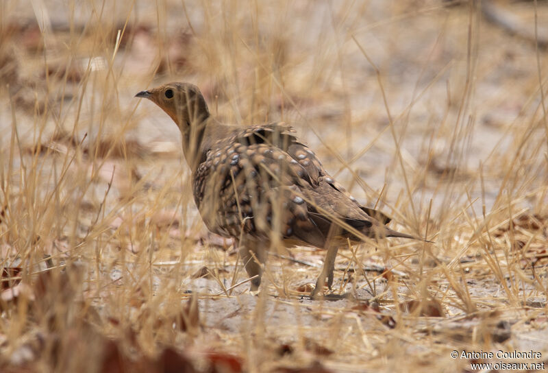 Namaqua Sandgrouse male adult