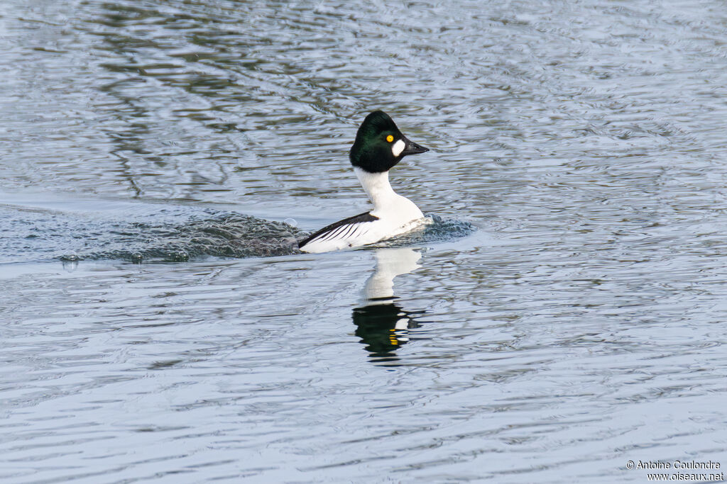 Garrot à oeil d'oradulte nuptial, parade, accouplement.