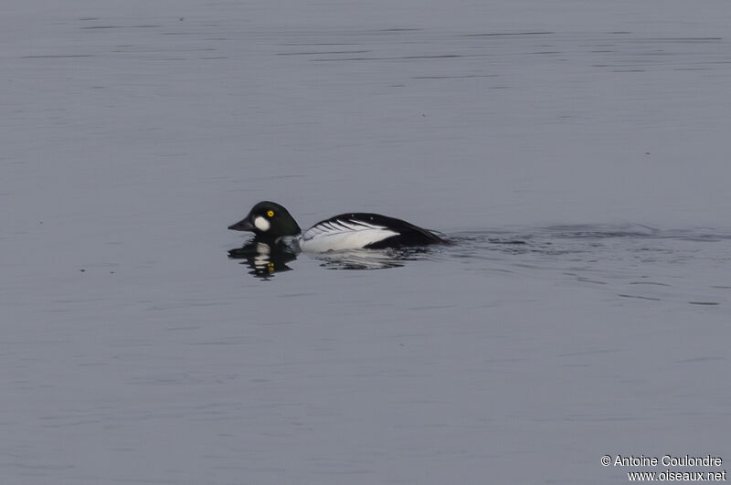 Common Goldeneye male adult breeding