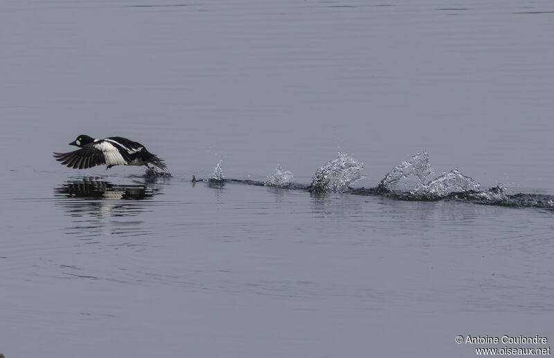 Common Goldeneye male adult breeding, Flight