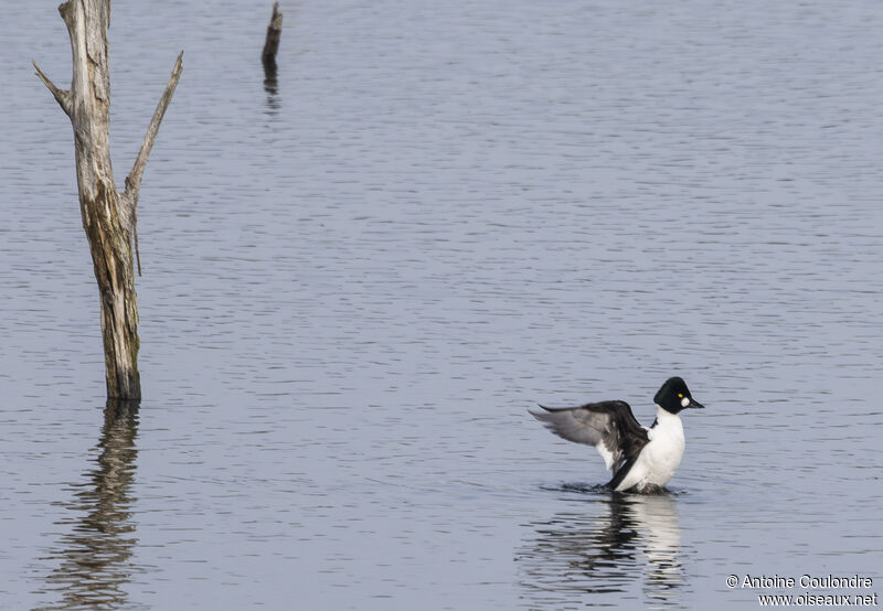 Common Goldeneye male adult breeding