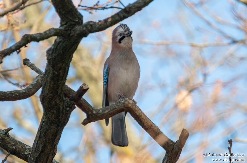 Eurasian Jayadult