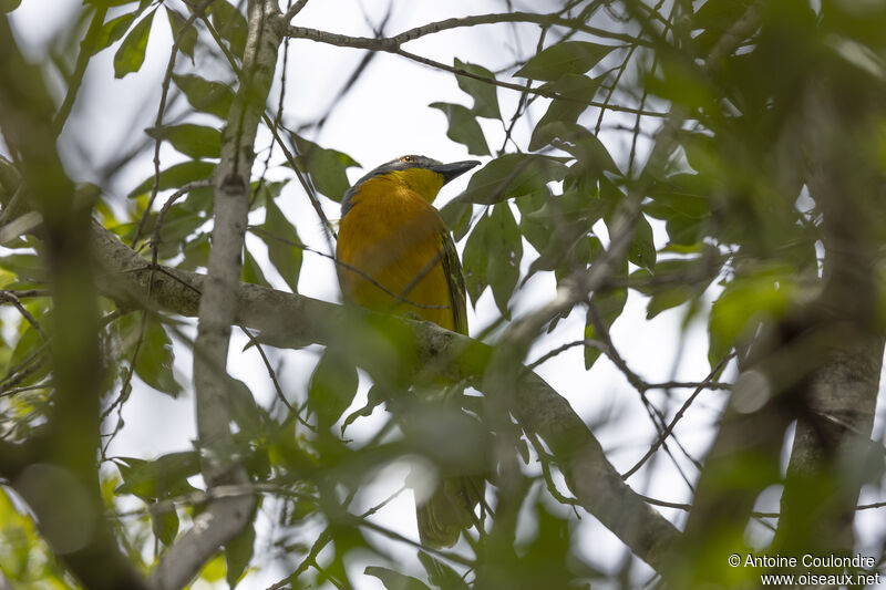 Grey-headed Bushshrikeadult