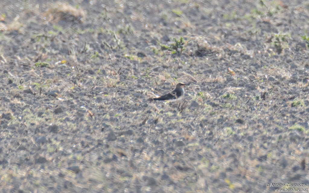 Glaréole à collieradulte nuptial