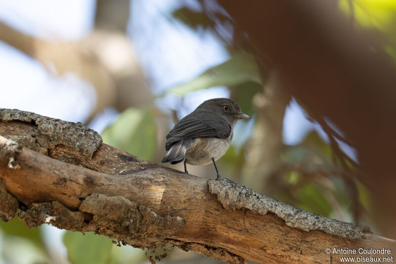 Abyssinian Slaty Flycatcheradult