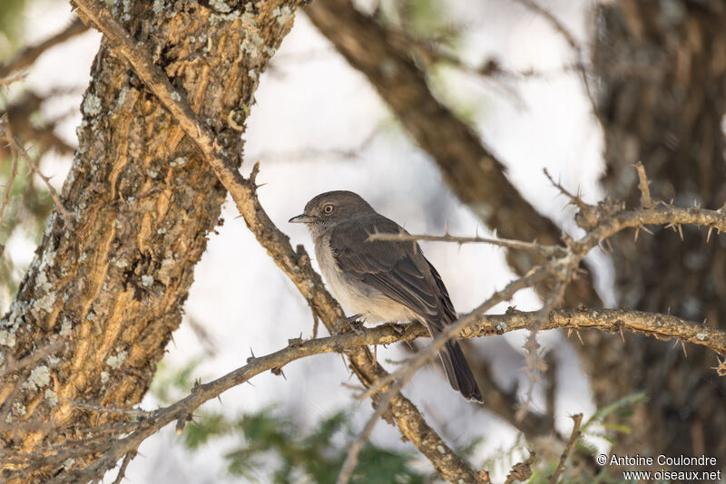 Abyssinian Slaty Flycatcheradult