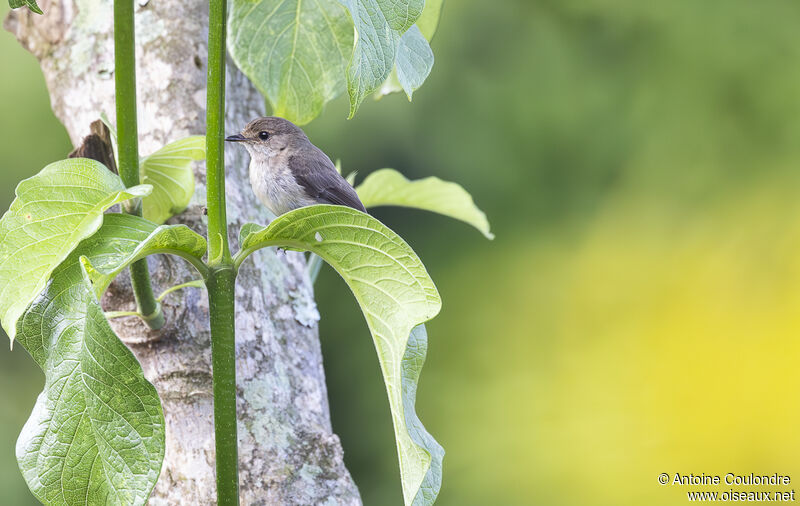 White-eyed Slaty Flycatcheradult