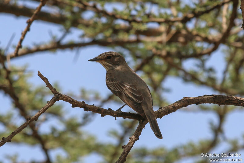 Spotted Flycatcheradult