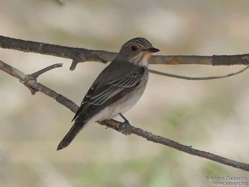 Spotted Flycatcheradult