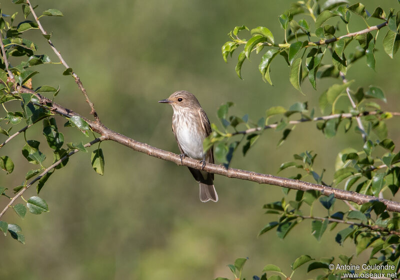 Spotted Flycatcheradult