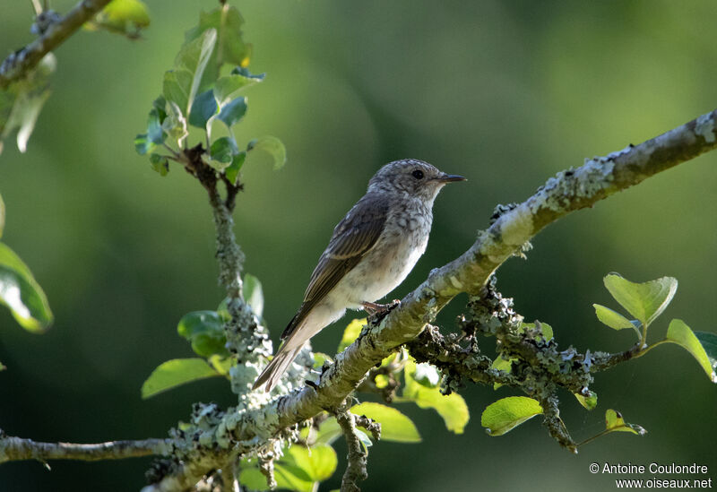 Spotted Flycatcherjuvenile