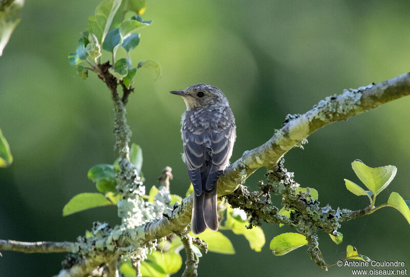 Spotted Flycatcherjuvenile