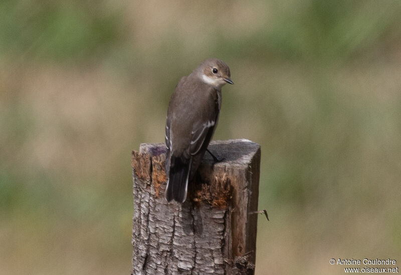 European Pied Flycatcherimmature