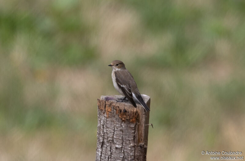 European Pied Flycatcherimmature