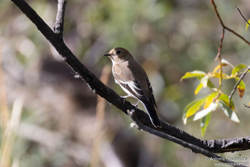 European Pied Flycatcheradult post breeding