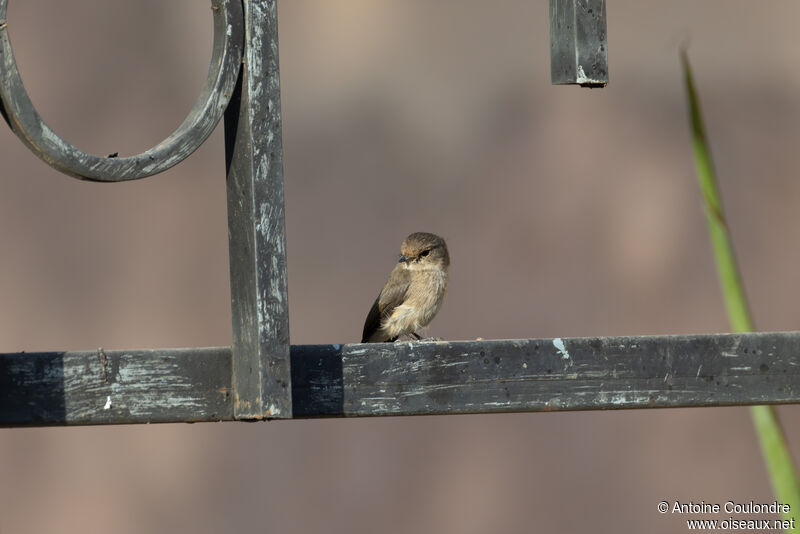 African Dusky Flycatcheradult