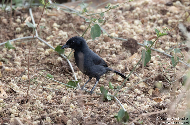 Gobemouche sud-africainadulte